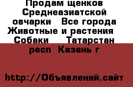 Продам щенков Среднеазиатской овчарки - Все города Животные и растения » Собаки   . Татарстан респ.,Казань г.
